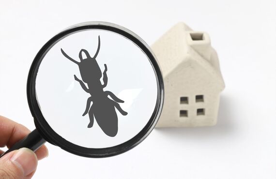 害虫駆除のご依頼にたいし多久市の業者は最短即日で出張対応しております