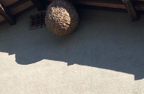多久市で蜂の巣駆除料金などでご不安なら見積無料の幸栄企画へお問い合わせください。