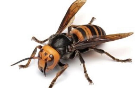 佐賀県でスズメバチ駆除費用でお悩みなら害虫駆除業者の幸栄企画へお問い合わせください。