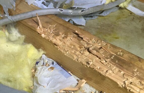 佐賀県でアライグマやハクビシン被害でお困りならプロの害獣駆除業者の幸栄企画へお気軽にお電話下さい。